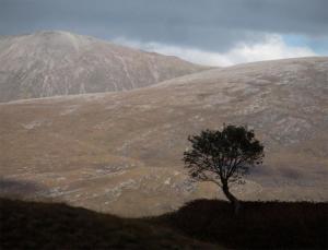 Competition entry: Lonely Tree