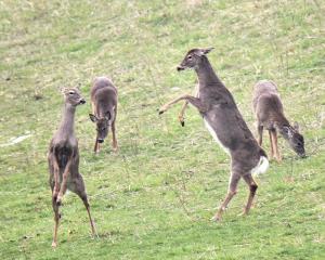 Competition entry: Disco Deer