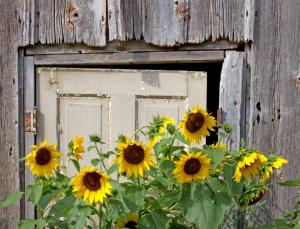 Competition entry: Sunflowers