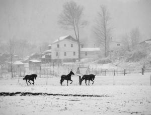 Competition entry: Amish Horses