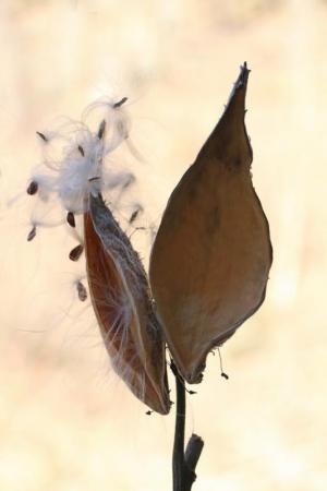 Competition entry: Milkweed