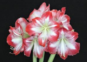 Competition entry: Amaryllis