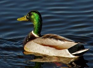 Competition entry: Mr. Mallard