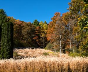 Competition entry: Fall day