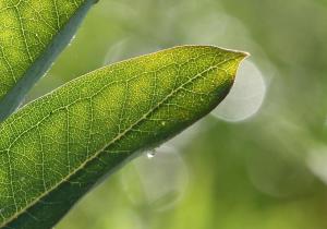 Competition entry: Frosty Morning Dew on Milkweed Leaf