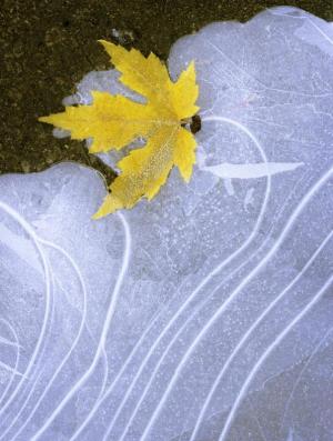 Competition entry: Leaf in ice