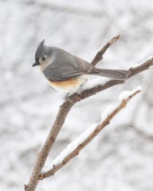 Competition entry: Tufted Titmouse