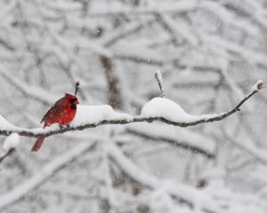 Competition entry: Snowy Cardinal