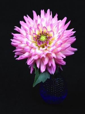 Competition entry: Dahlia