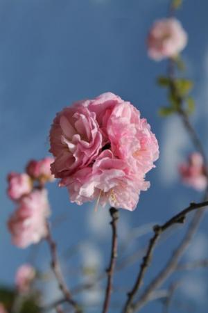 Competition entry: Double Apple Blossom