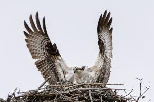 Competition entry: Osprey Display