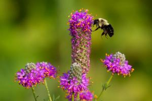 Bee landing on one of a set of purple flowers.