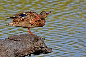 Competition entry: Happy Duck