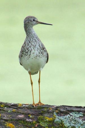 Competition entry: Lesser Yellowlegs