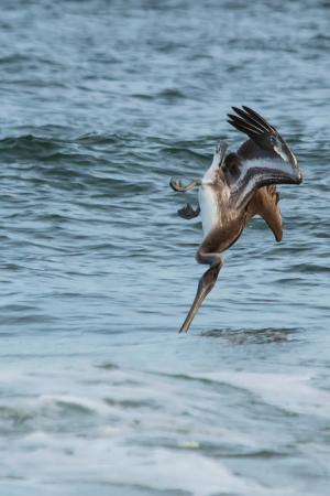 Competition entry: Pelican Diving Headfirst For Fish