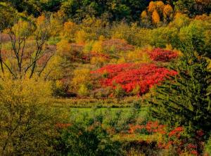 Competition entry: THE BEAUTY OF FALL