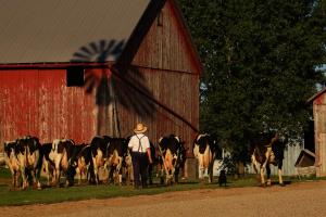 Competition entry: Milking Time