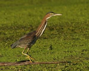 Competition entry: Green Heron