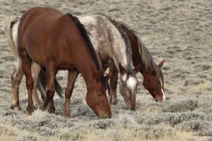 Competition entry: Wild Horses Wyoming