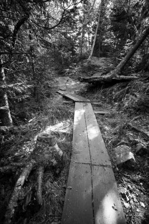 Competition entry: Boardwalk through the Forest