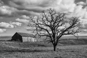 Competition entry: Tobacco Shed & Tree