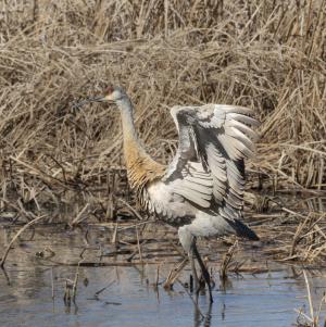 Competition entry: Struttin' my stuff