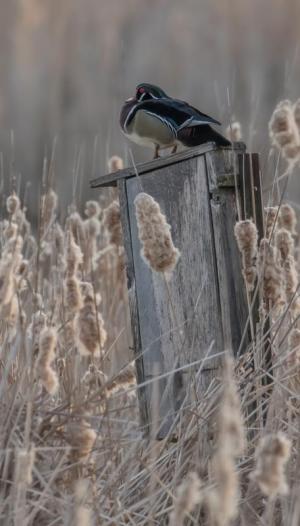 Competition entry: Wood Duck House