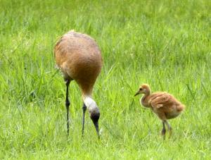 Competition entry: Chick and Mom