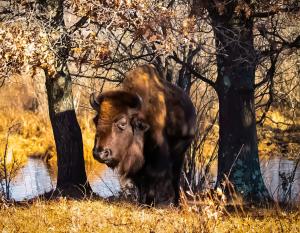 Competition entry: Bison leaving the watering hole on a warm, lazy, late fall afternoon.