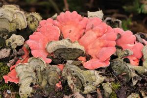 Competition entry: Fall Fungi