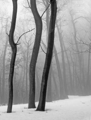 Competition entry: Three Trees in Fog