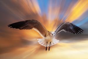 Seagull, Sunset burst