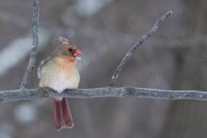 Competition entry: Frosty Cardinal