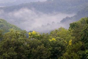 Competition entry: Foggy Summer Morning