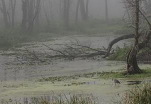 Competition entry: Heron on a Foggy Morning