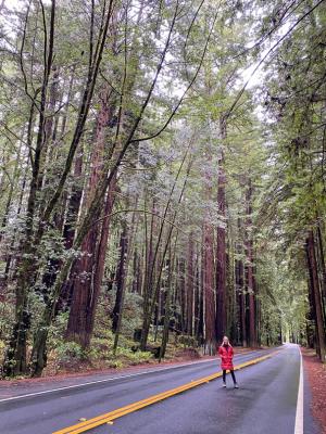 Competition entry: Mendocino Redwoods
