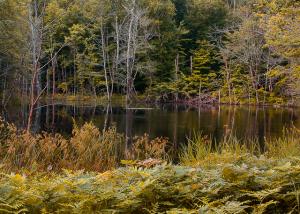 Competition entry: Moose Lake Road Pond