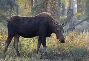 Competition entry: Moose On The Loose