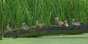 Competition entry: Wood Ducks