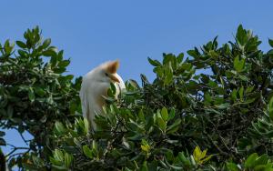 Competition entry: Crowned Bird, South Africa