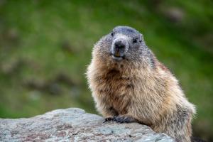 Competition entry: Marmot, Austrian Alps