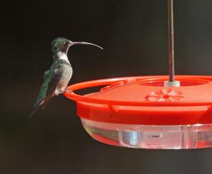 Hummingbird at Feeder