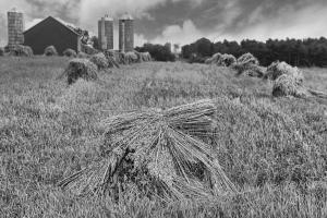 Competition entry: Harvest time