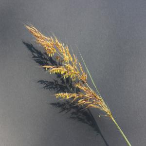 Indiangrass