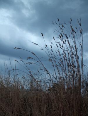 Competition entry: Windy Weeds