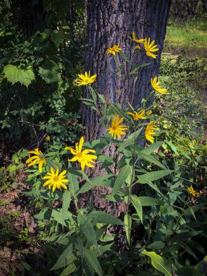 Competition entry: Woodland Sunflower