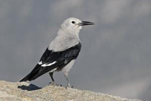 Competition entry: Clark's Nutcracker 