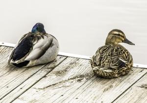 Competition entry: Sitting on the dock on the bay ...