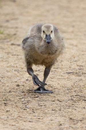 Gosling walking towards the camera with a determined look.