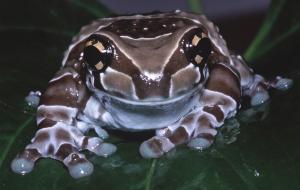 Golden-eyed Treefrog